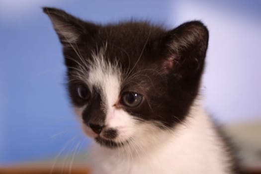5 weeks old