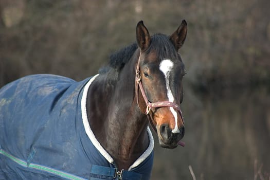 Horse 04