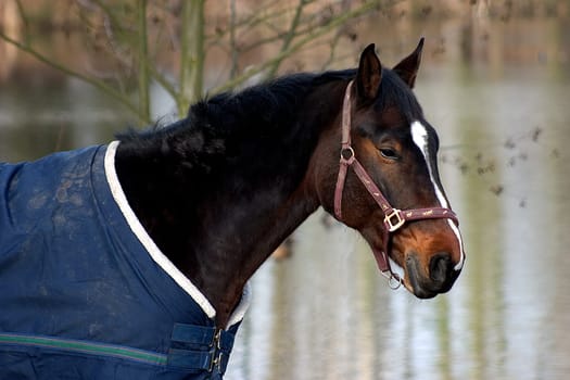 Horse 05