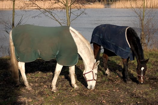 Horses