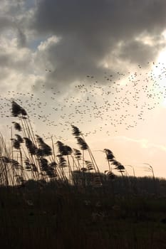 Flock of birds 05