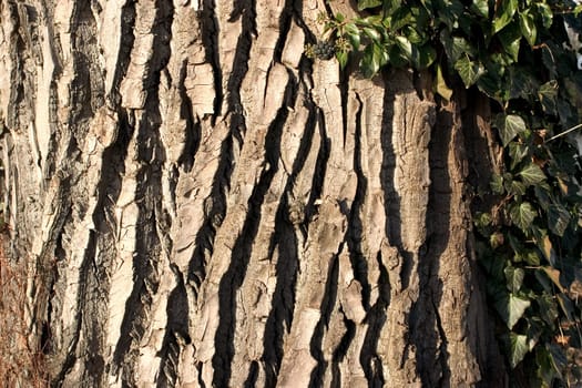 Tree bark 01