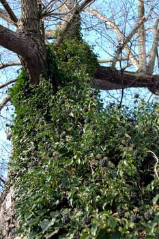 Overgrown tree