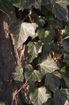 Ivy
