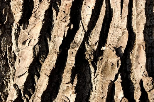 Tree bark 02