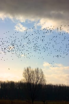Flock of birds 04