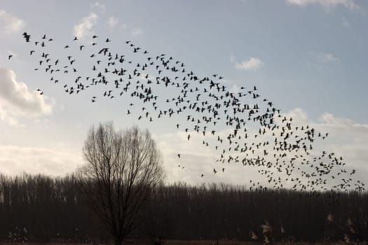 Flock of birds 02