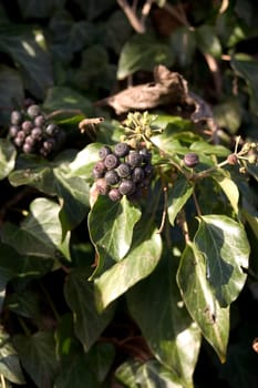 Wild wine