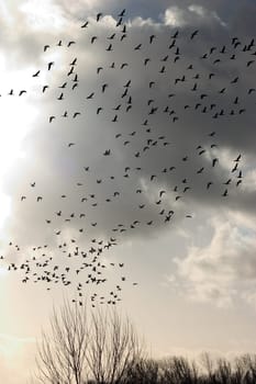 Flock of birds 03