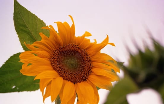 Sun of Flowers