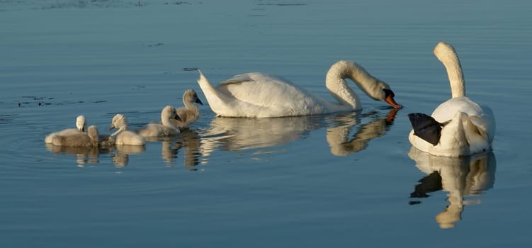 After a wea,the swan father joined his family in a relaxed manner and they swam back together to their nest on an island. Taken on a June evening on the Neckar River.