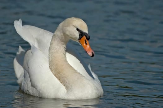 embody swans like this for me again and again.