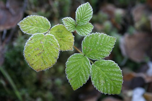 Leaves in the forest