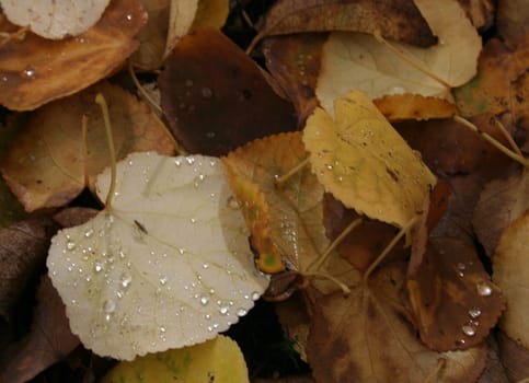 Leaves