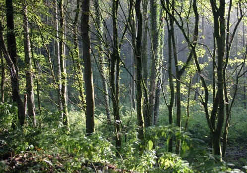 Forest mood