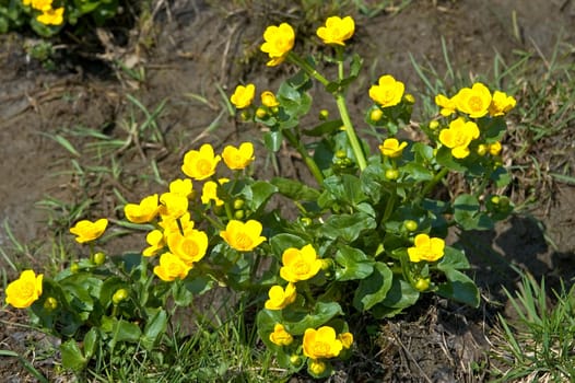 Marsh yolk flower Caltha palustris