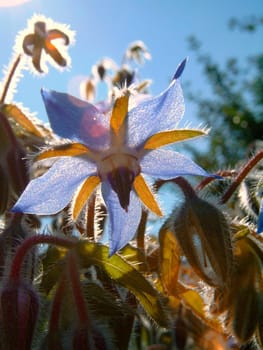 Borage relieves fever,dry cough and rash. The oil extracted from the seed provides relief from rheumatoid arthritis. Due to the high content of gamma-linolenic acid,borage is also used in the treatment of eczema