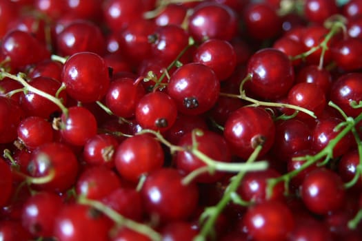 Red currants