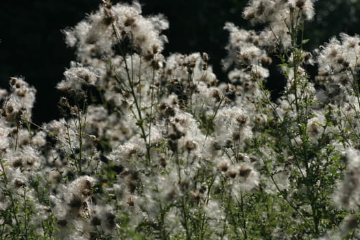 Late summer meadow