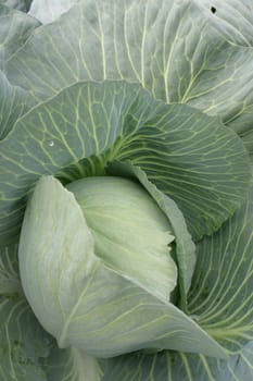Cabbage