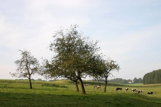 At the pasture