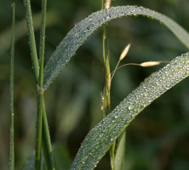 Grasses