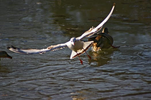 The pictures were taken on a largely frozen small lake in Schönbusch Park in Aschaffenburg,Bavaria.