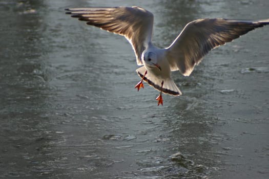 The pictures were taken on a largely frozen small lake in Schönbusch Park in Aschaffenburg,Bavaria.