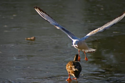 The pictures were taken on a largely frozen small lake in Schönbusch Park in Aschaffenburg,Bavaria.