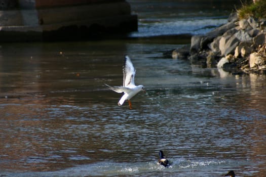 The pictures were taken on a largely frozen small lake in Schönbusch Park in Aschaffenburg,Bavaria.