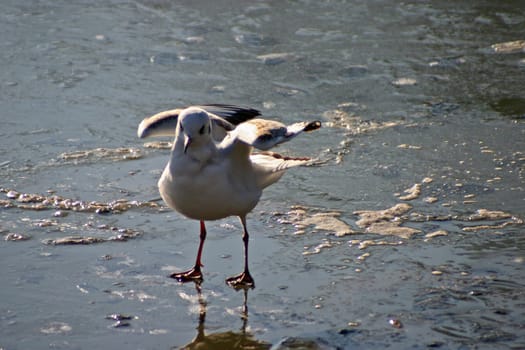 The pictures were taken on a largely frozen small lake in Schönbusch Park in Aschaffenburg,Bavaria.