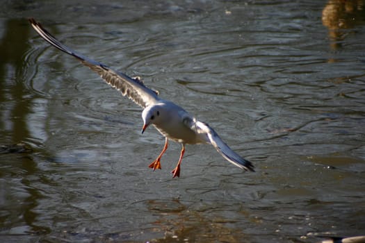 The pictures were taken on a largely frozen small lake in Schönbusch Park in Aschaffenburg,Bavaria.
