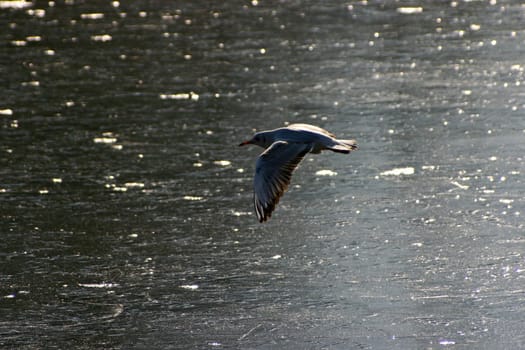 The pictures were taken on a largely frozen small lake in Schönbusch Park in Aschaffenburg,Bavaria.