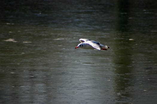The pictures were taken on a largely frozen small lake in Schönbusch Park in Aschaffenburg,Bavaria.