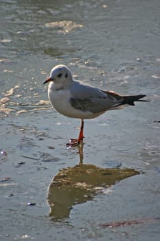 The pictures were taken on a largely frozen small lake in Schönbusch Park in Aschaffenburg,Bavaria.