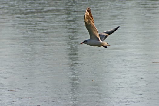 The pictures were taken on a largely frozen small lake in Schönbusch Park in Aschaffenburg,Bavaria.