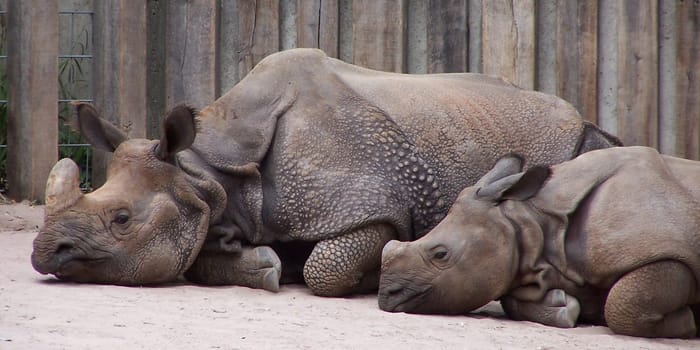 Rhinoceros mom with offspring