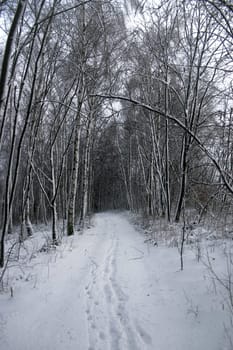 Tracks in the snow in a forest path in Selb