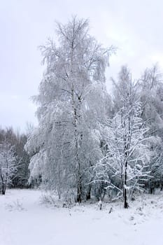 Snow-covered tree in Selb