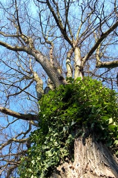 Tree with vegetation