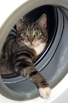 Cat Wash 01