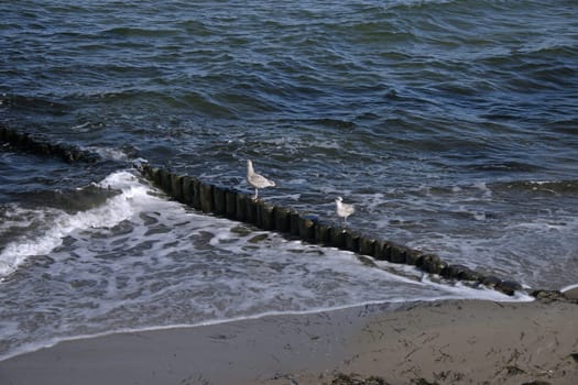 Seagulls on the Baltic Sea near Kühlungsborn