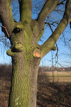 Green tree