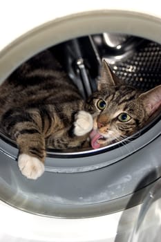 Cat wash 02