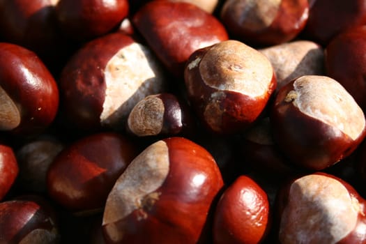 Chestnuts 1