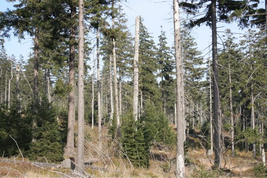 Forest dieback 1
