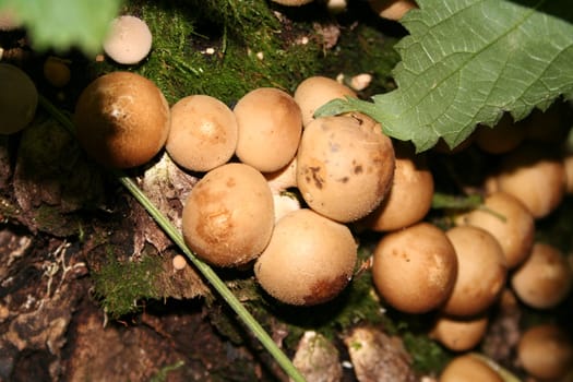 I doubt that these things are edible  -)
