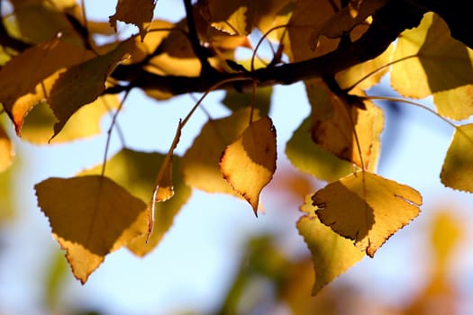 autumnal