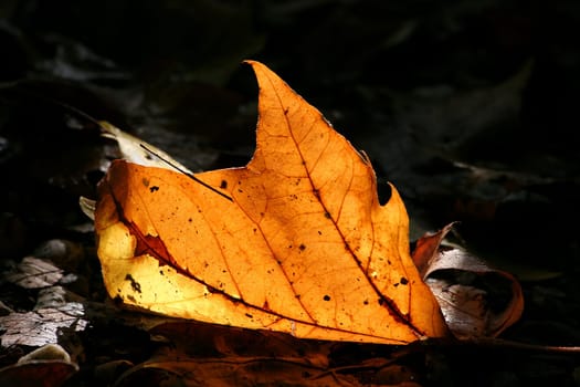 the leaf is not manipulated,but lay on the ground. Also the sun shone so on the sheet and illuminated it so beautifully....