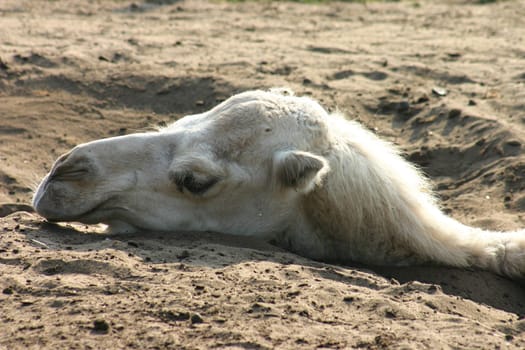 seen in an animal park,an animal life is already a hard lot...